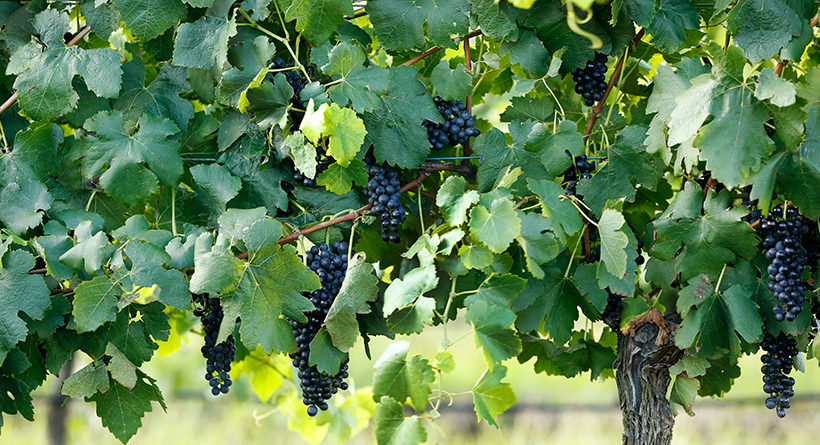 McLeish Estate vines and grapes